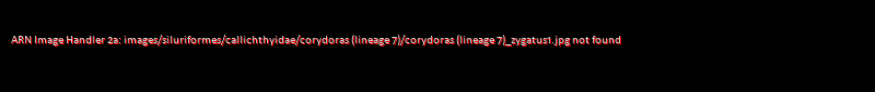 Corydoras (lineage 7) zygatus
